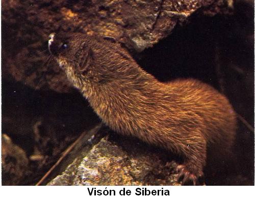 Visón de Siberia.jpg
